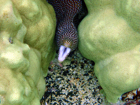 Image of Turkey moray