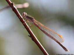 Image of Siberian Winter Damsel