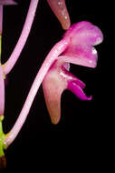 Image of Aerides leeana Rchb. fil.