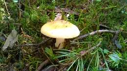 Image of gemmed Amanita