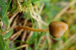 Plancia ëd Psilocybe semilanceata (Fr.) P. Kumm. 1871