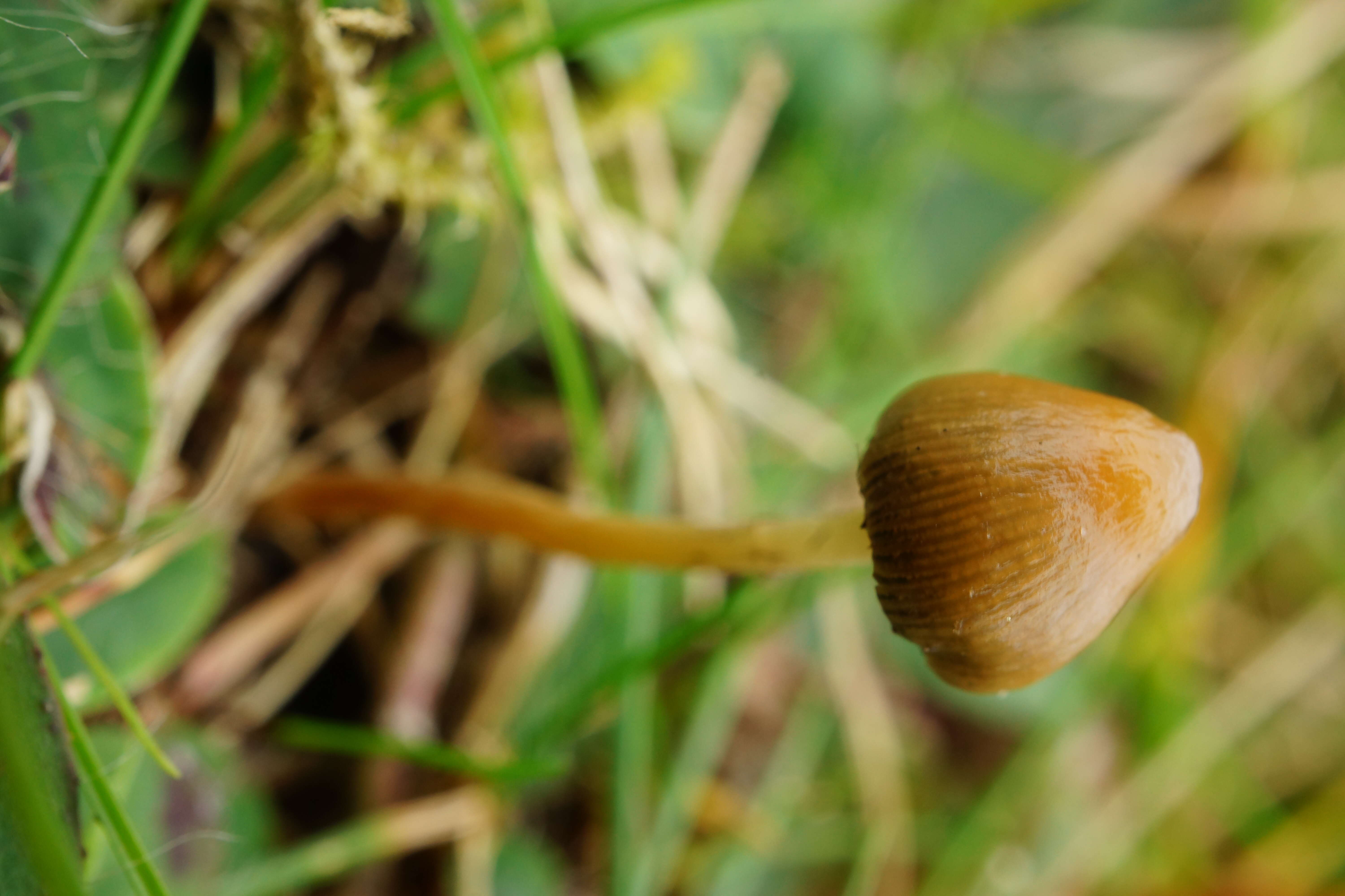 Plancia ëd Psilocybe semilanceata (Fr.) P. Kumm. 1871