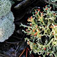 Слика од Cladonia evansii Abbayes