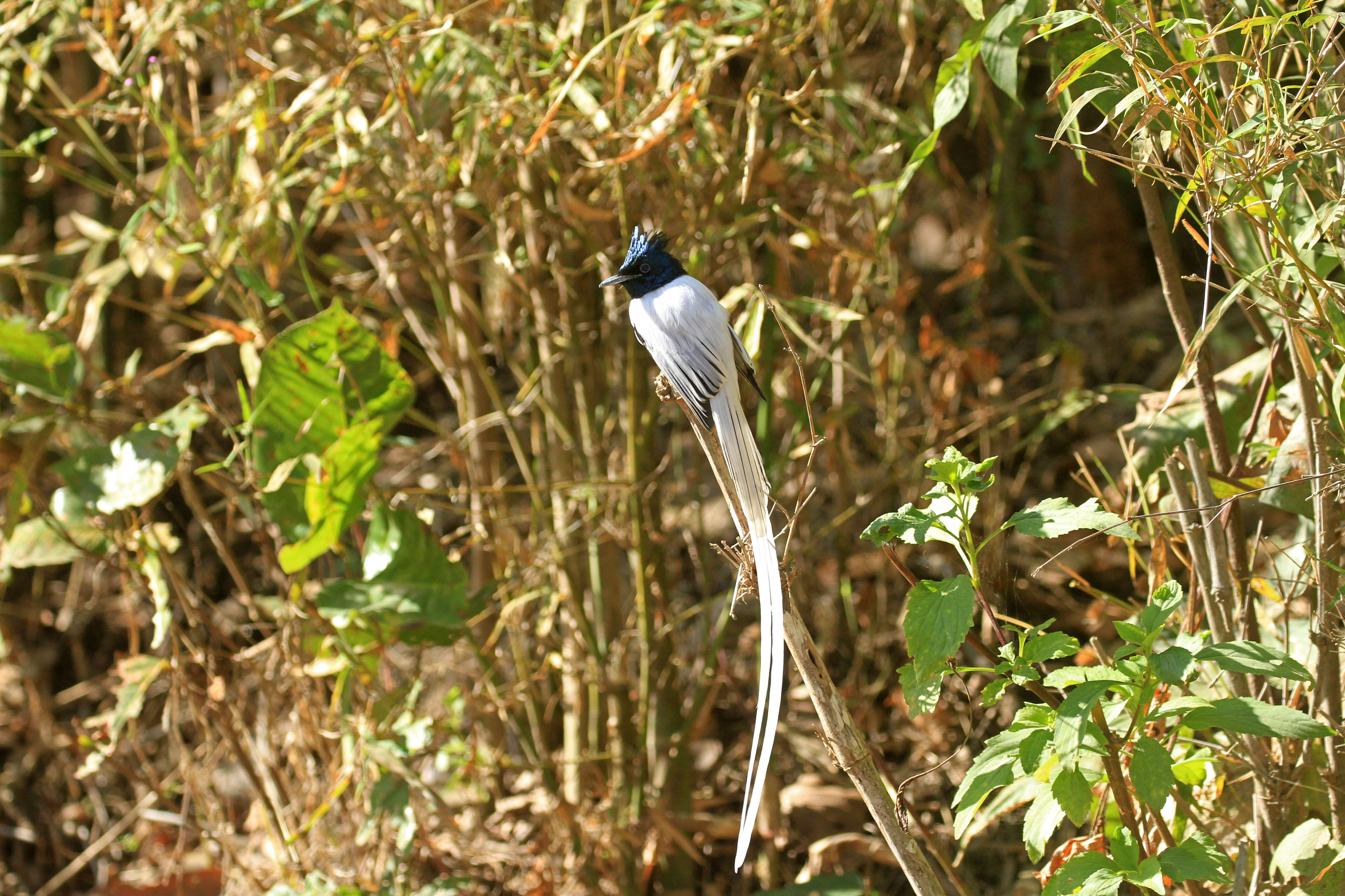 Image of Asian Paradise-Flycatcher