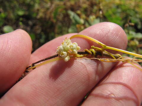 Image of Cuscuta campestris