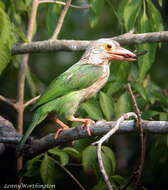 Psilopogon lineatus (Vieillot 1816) resmi