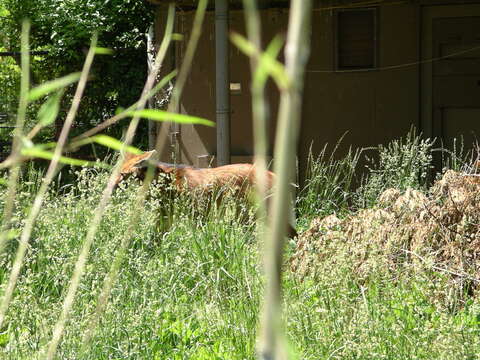 Image of Red wolf