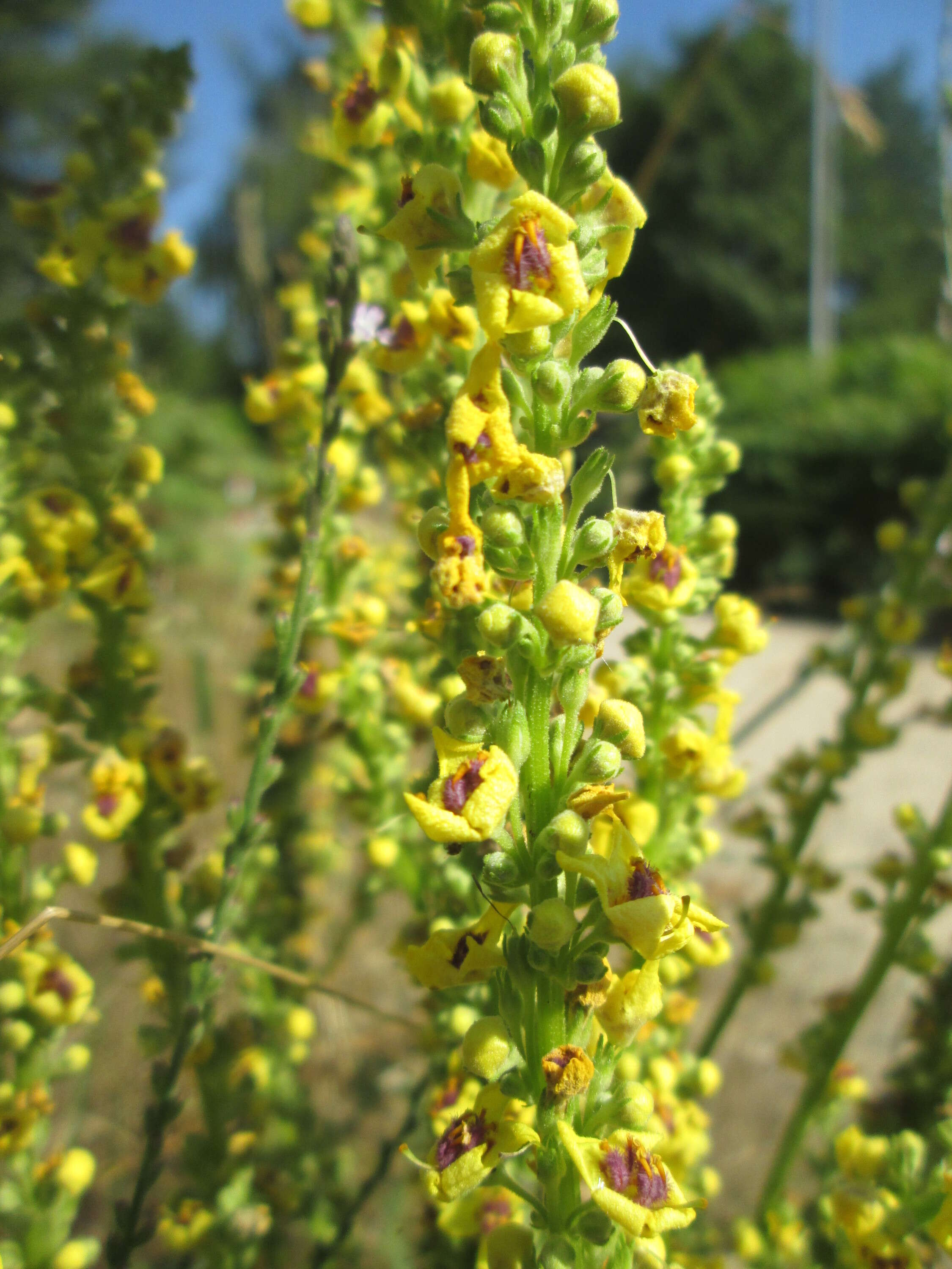 Verbascum nigrum L. resmi