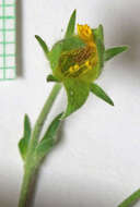 Image of Mountain-Meadow Cinquefoil