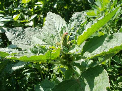 Image of redroot amaranth