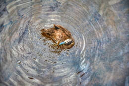 Image of Grey Duck