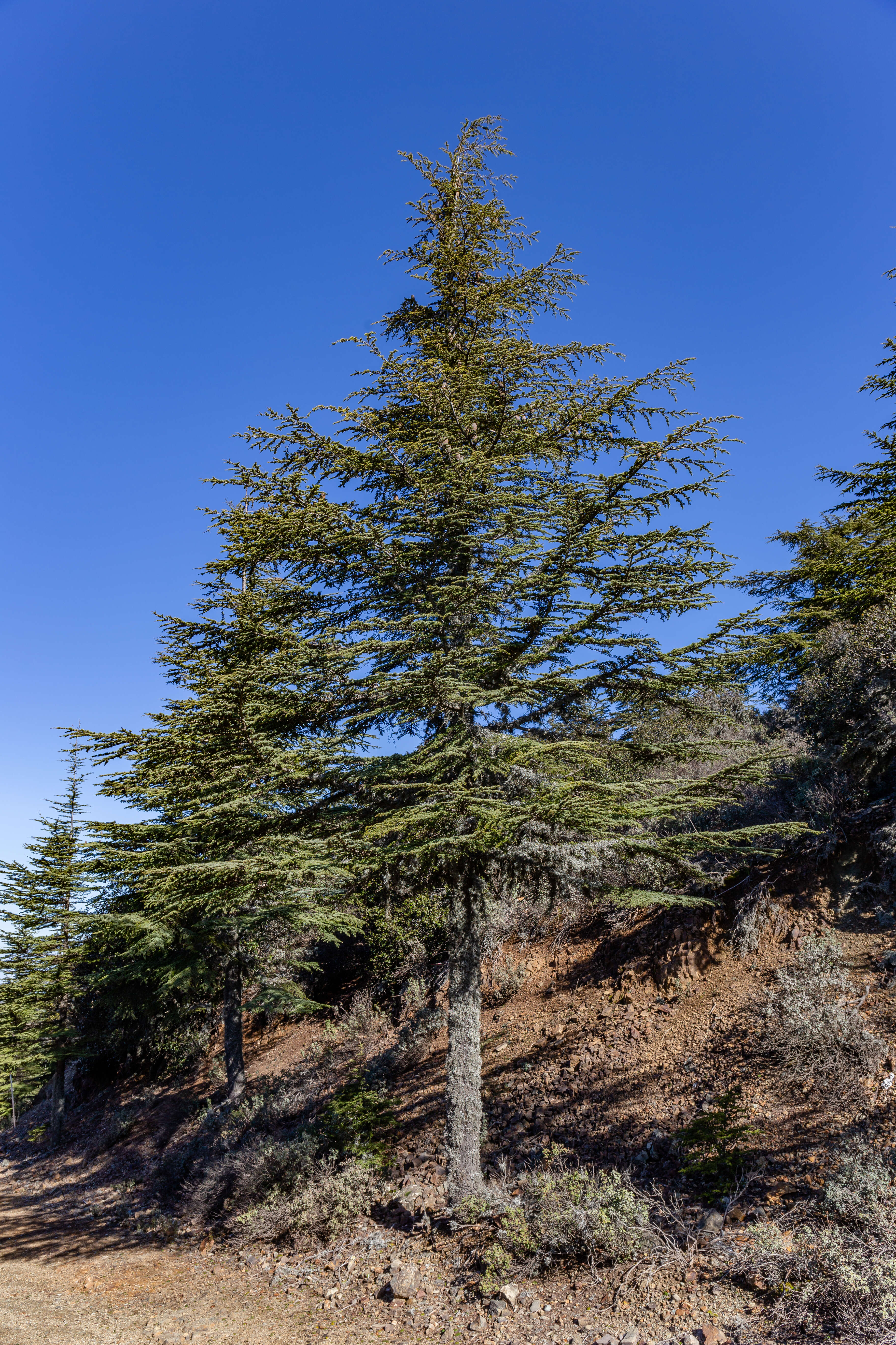 Image of Cyprus Cedar