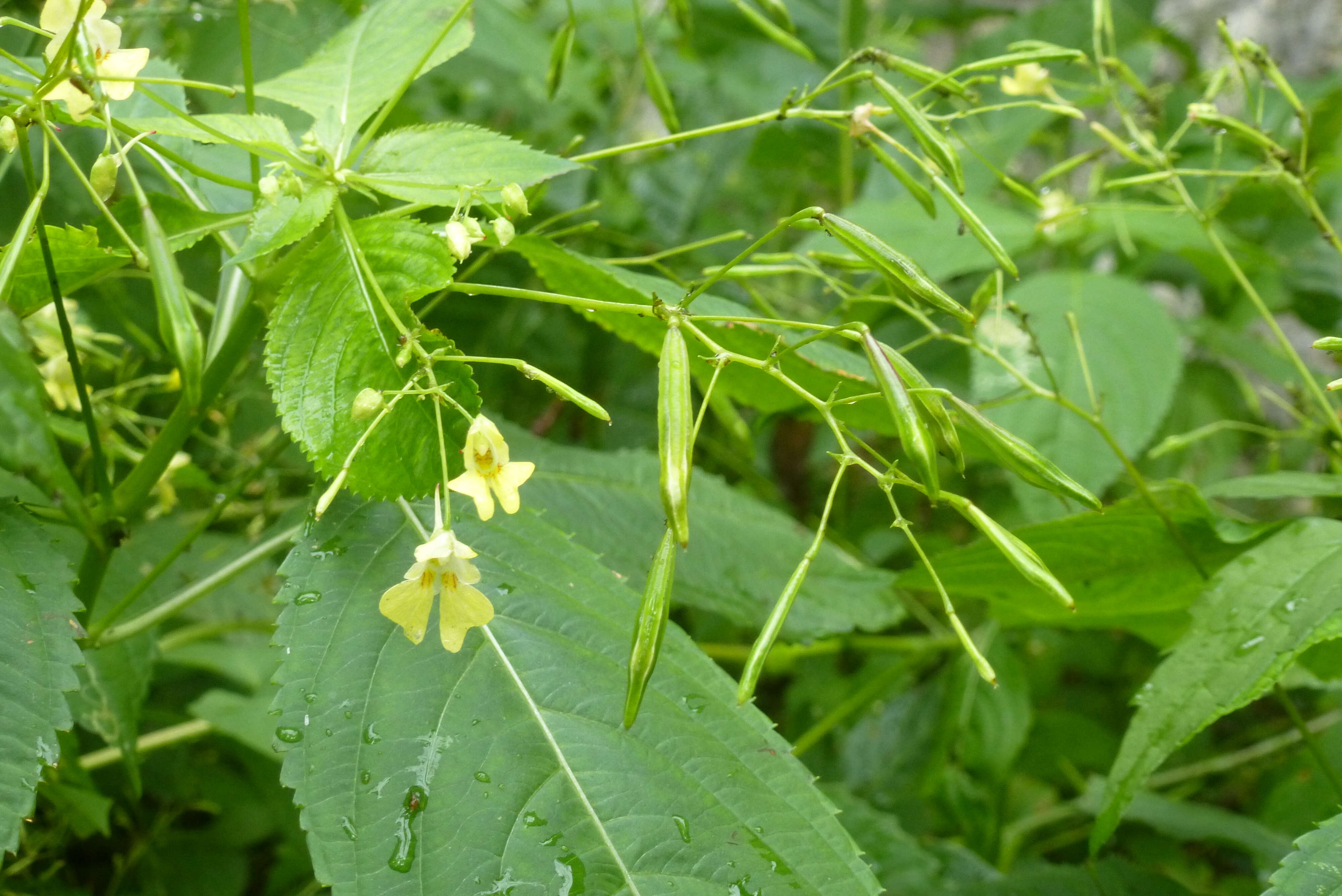 Impatiens parviflora DC. resmi