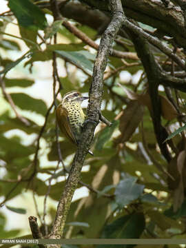 Image of Speckled Piculet