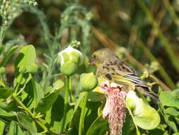 Image de Capparis sandwichiana DC.