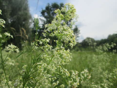 Image of White bedstraw