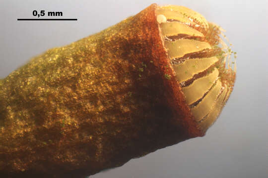 Image of toothed plagiomnium moss