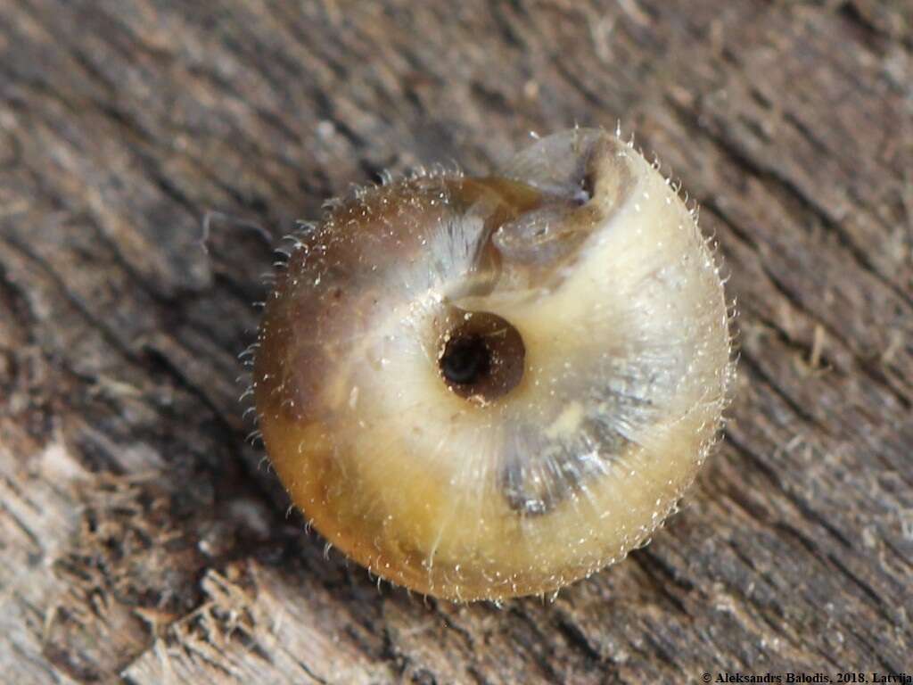 Image of Hairy Snail