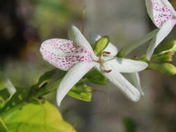 Pseuderanthemum maculatum (Lodd.) I. M. Turner resmi