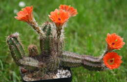 Image of Echinocereus scheeri (Salm-Dyck) Scheer