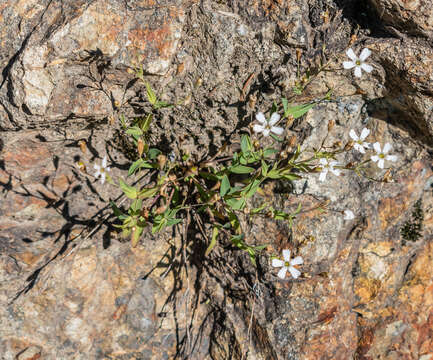 Image de Gypsophile rampante