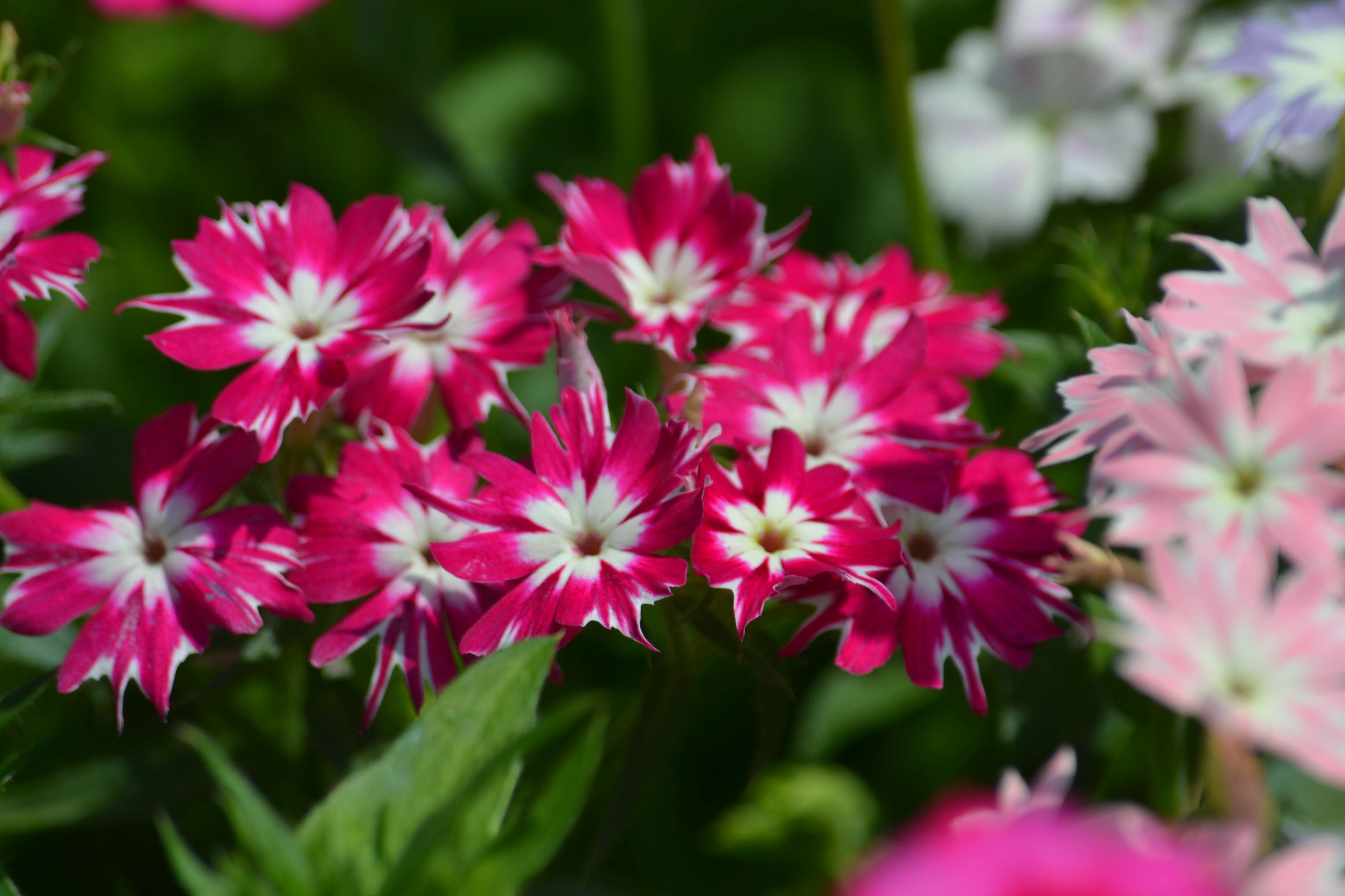 Image of annual phlox