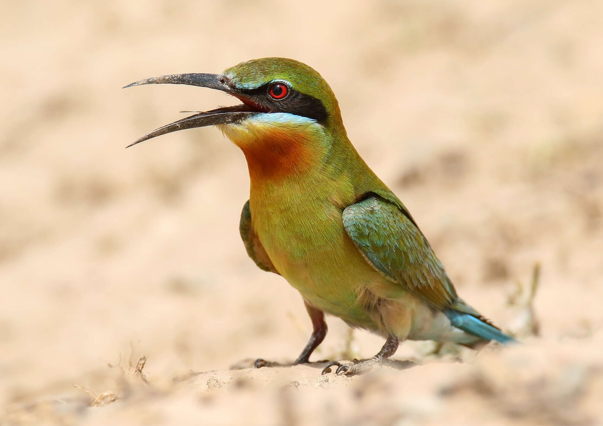 Image of Blue-tailed Bee-eater