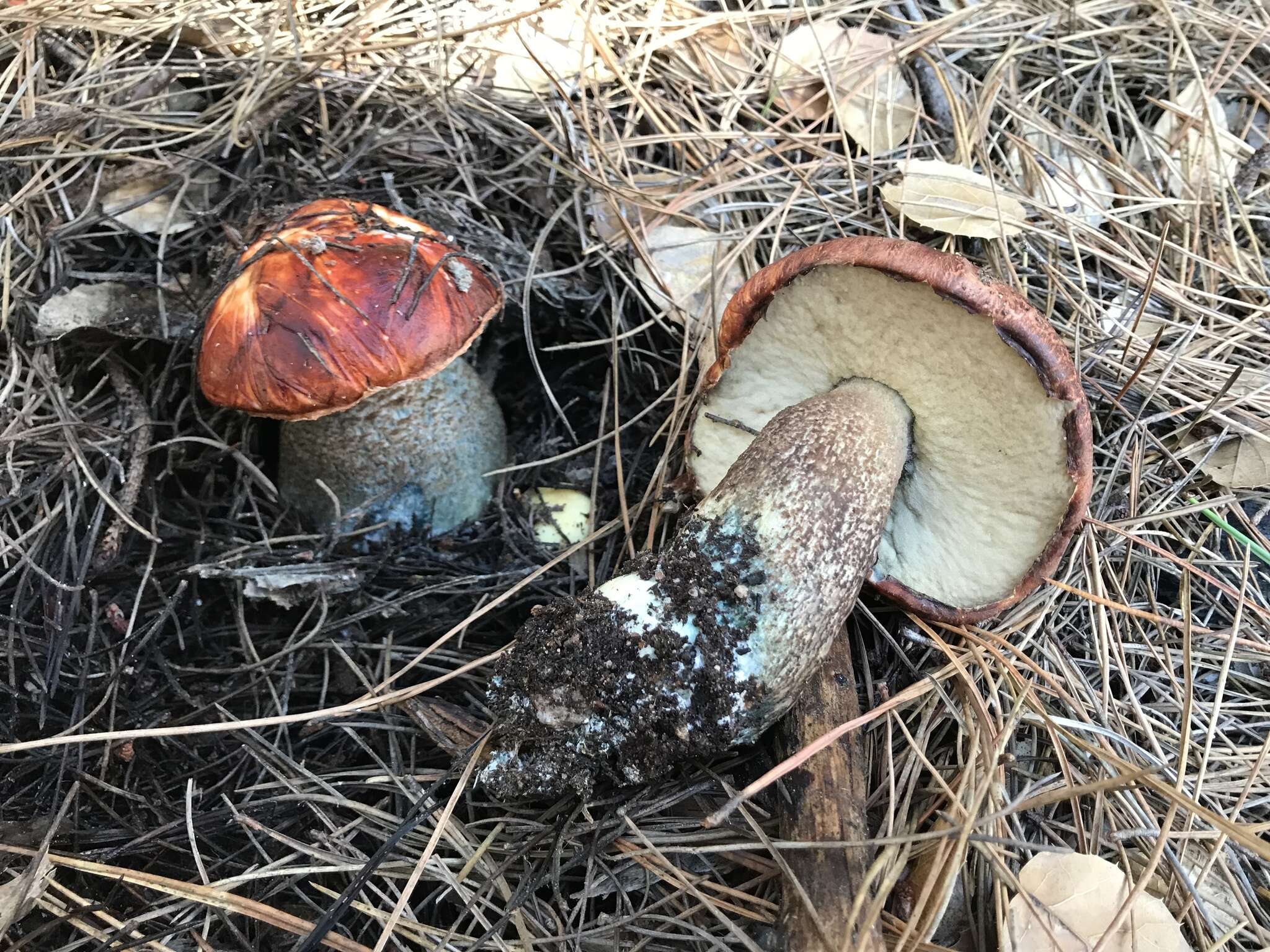 Image of Leccinum manzanitae Thiers 1971