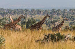 Image of reticulated giraffe