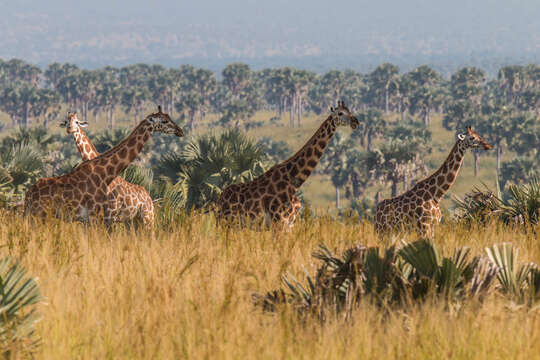 Plancia ëd Giraffa reticulata de Winton 1899