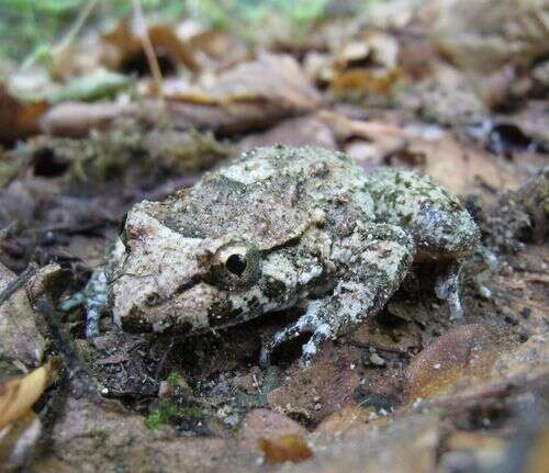 Image of Tyrrhenian Painted Frog