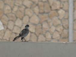 Image of Long-tailed Mockingbird