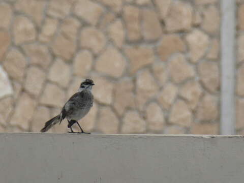 Image of Long-tailed Mockingbird