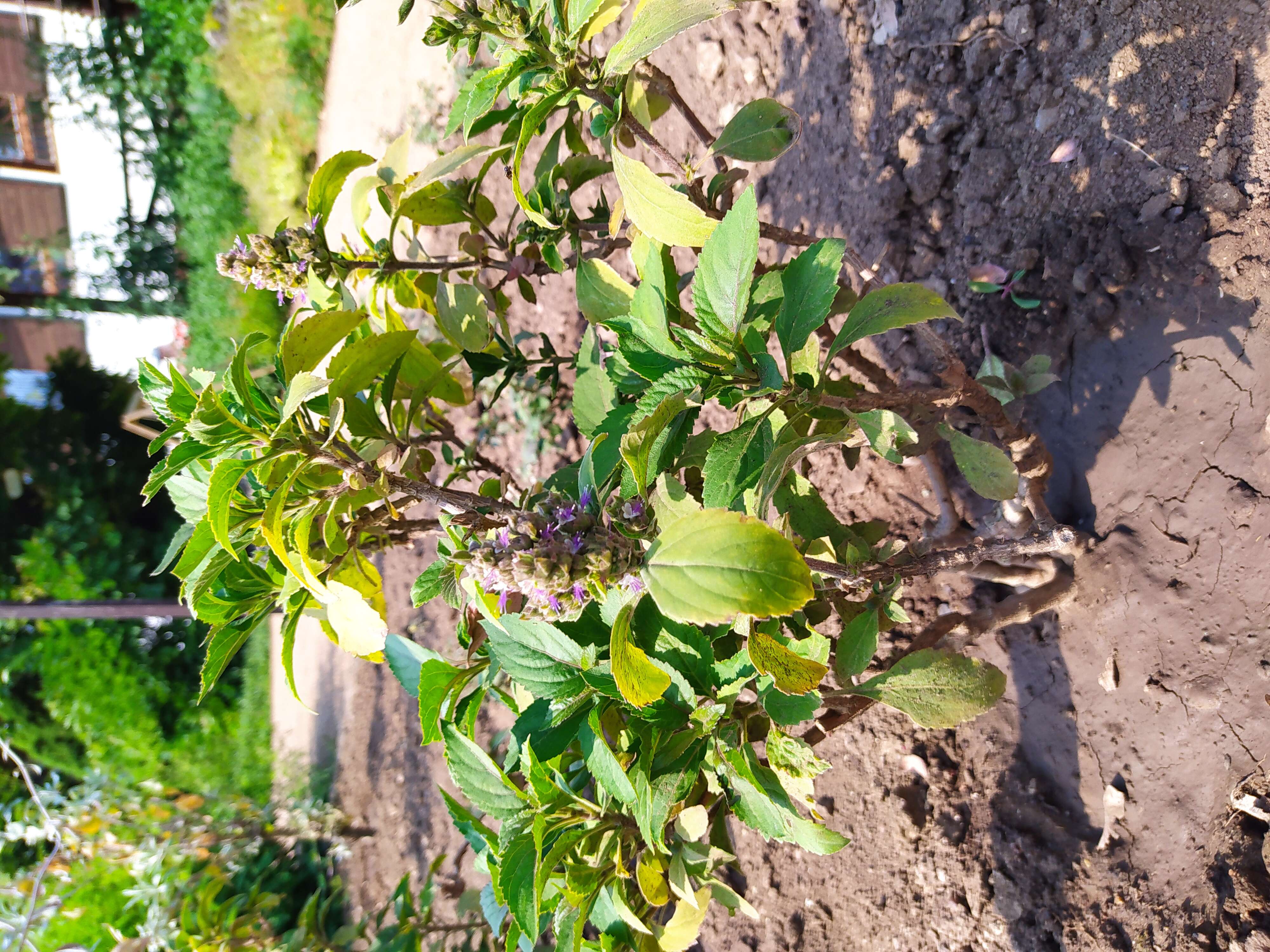 Image of patchouli