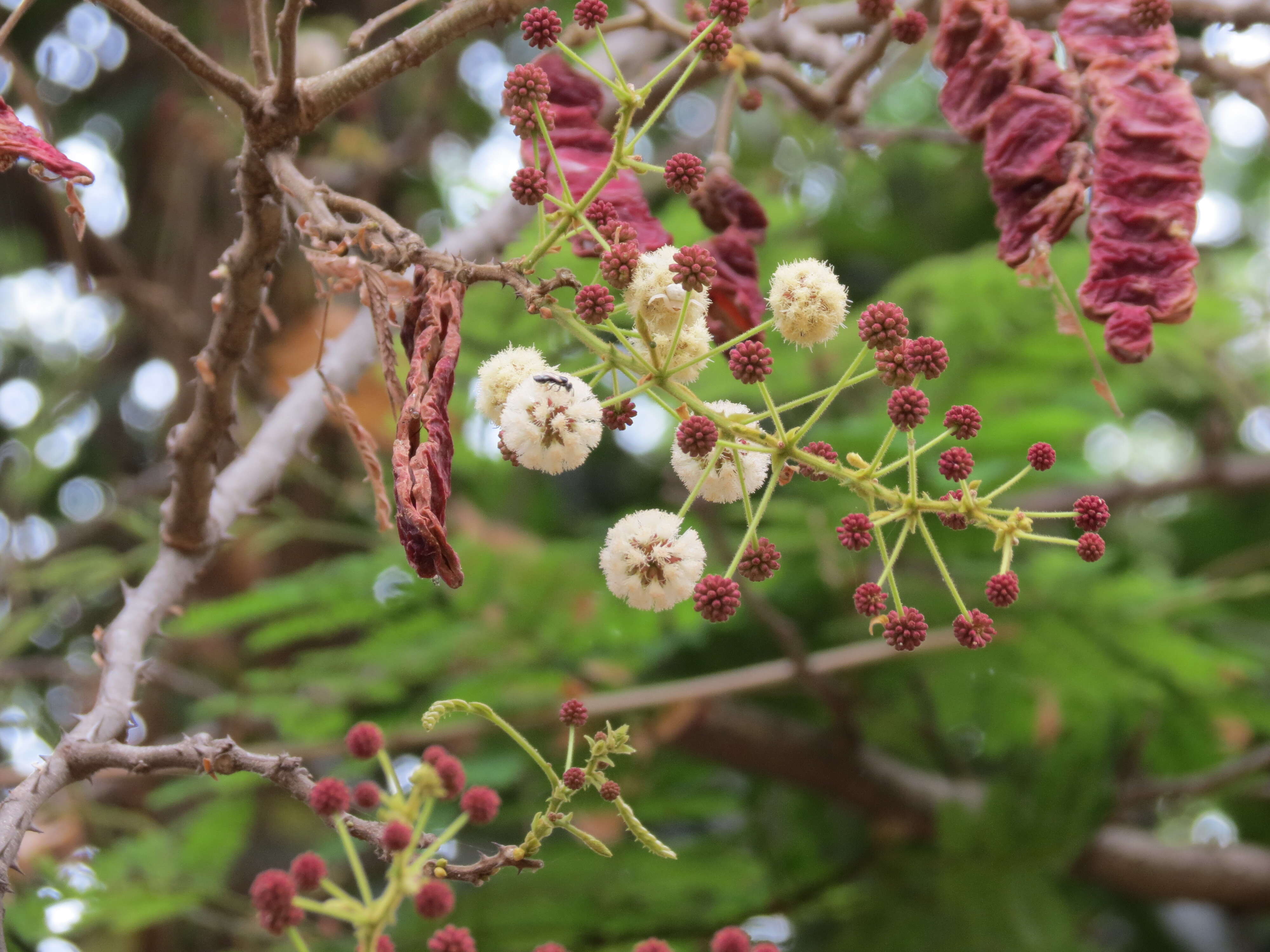 Image of Senegalia rugata (Lam.) Britton & Rose