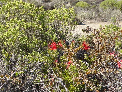 Image of Chilean firebush