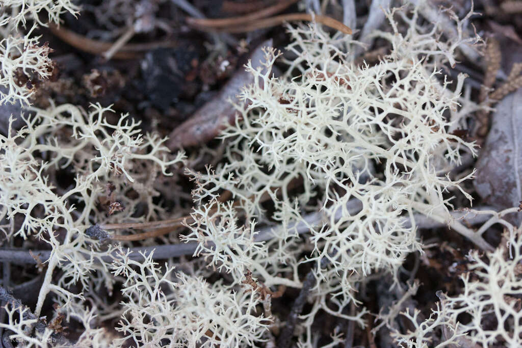 Image of Reindeer lichen