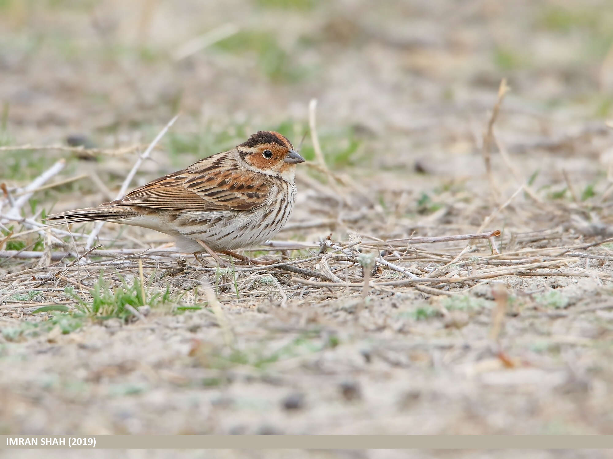 Image de Bruant nain