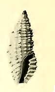 Image of Pseudodaphnella crasselirata (Hervier 1897)