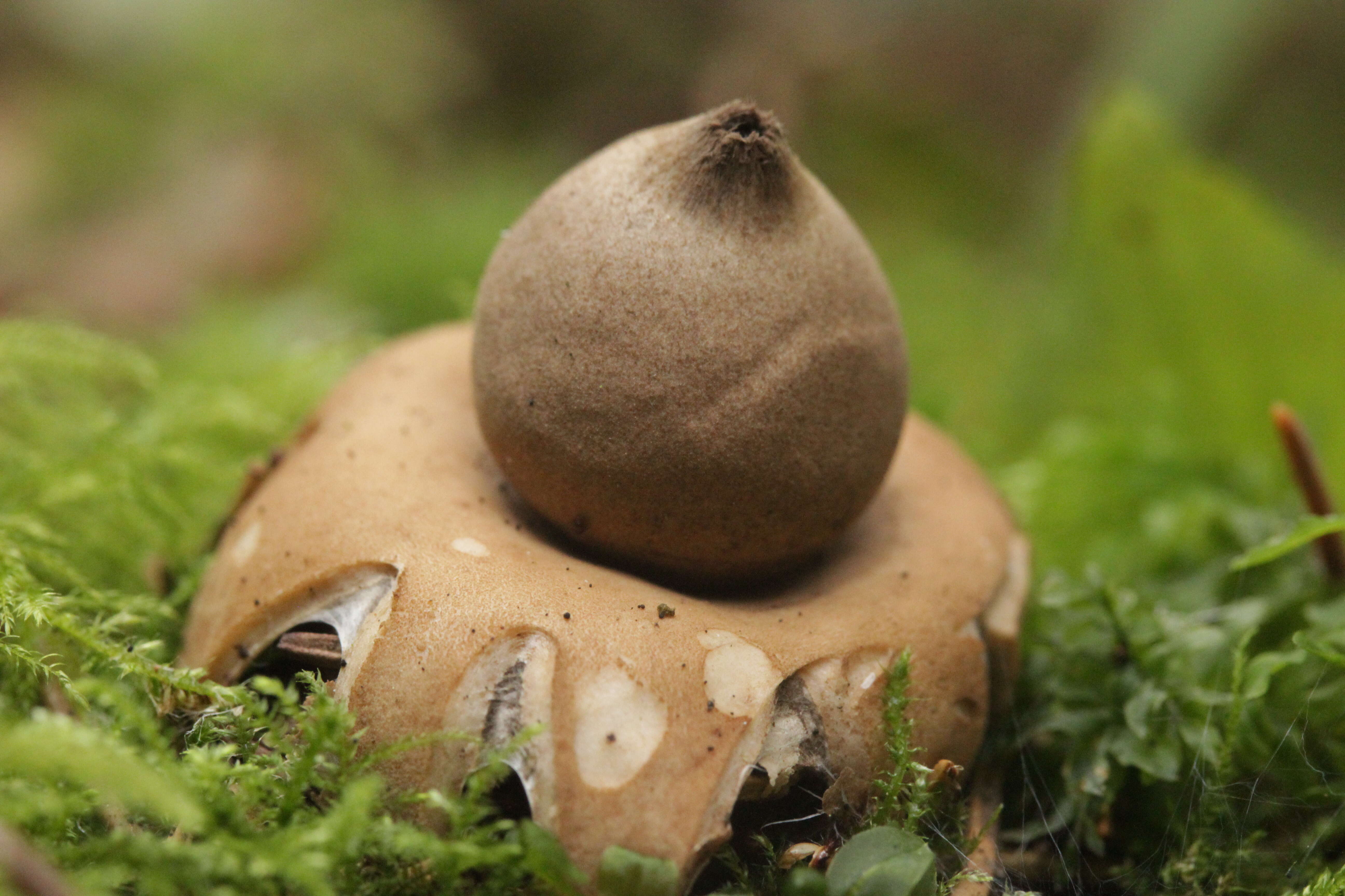 Image of Fringed Earthstar