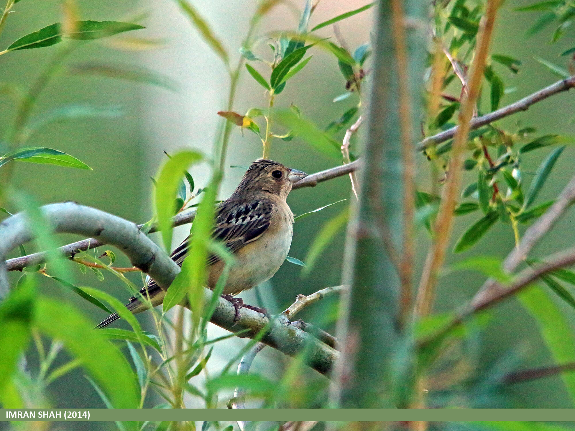 Image of Brown-headed Bunting