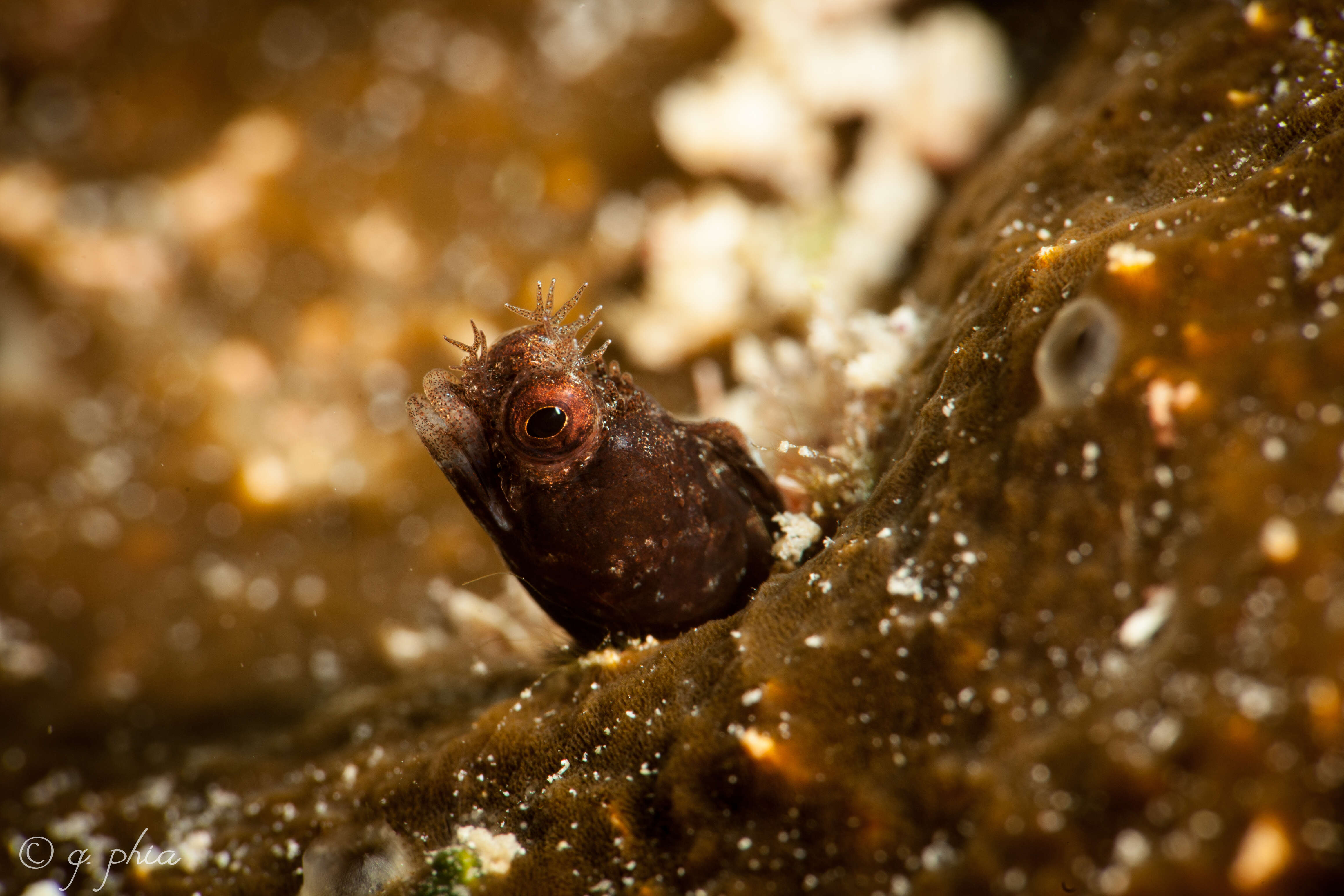 Image of Roughhead Blenny