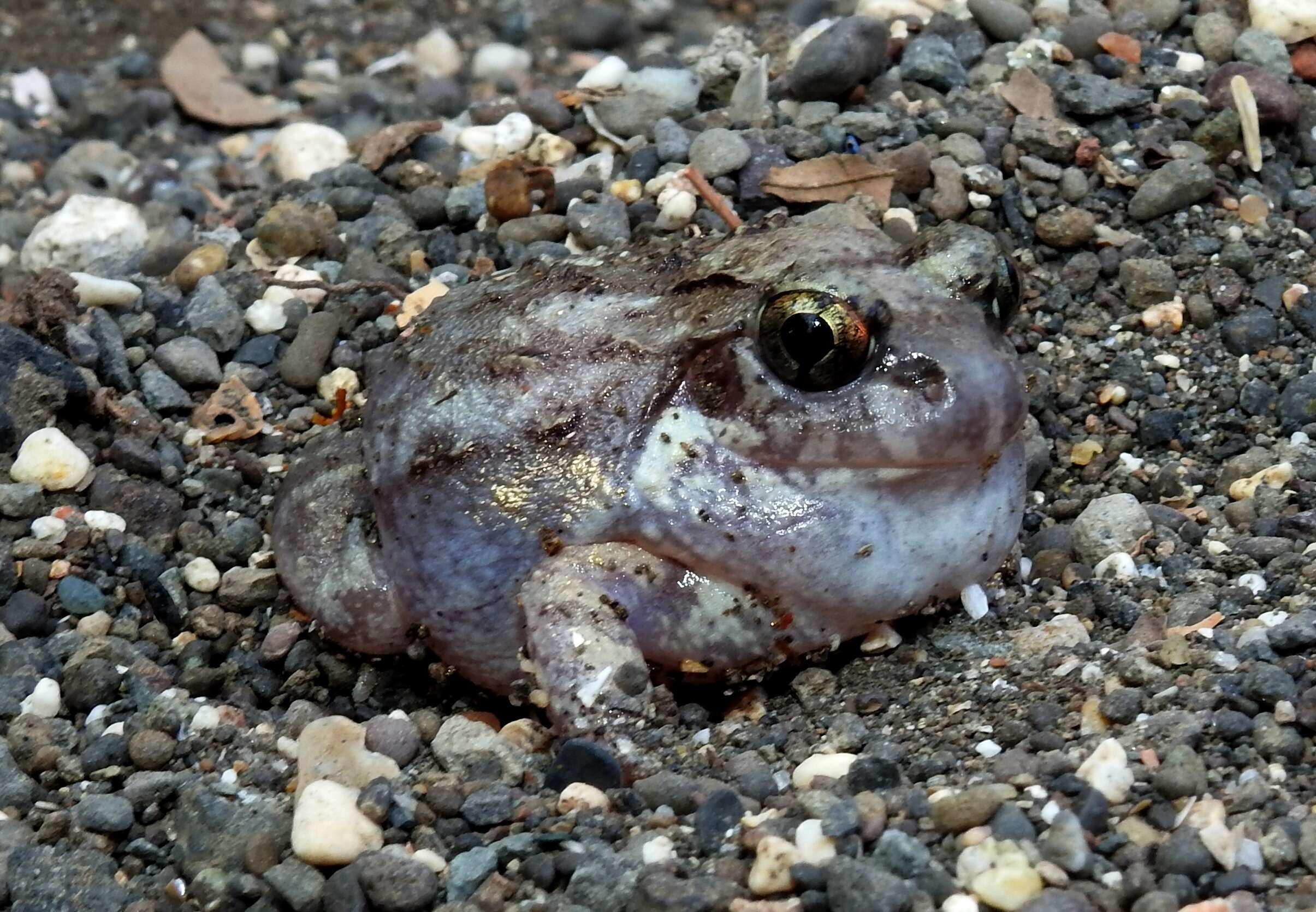 Image of Burrowing frog