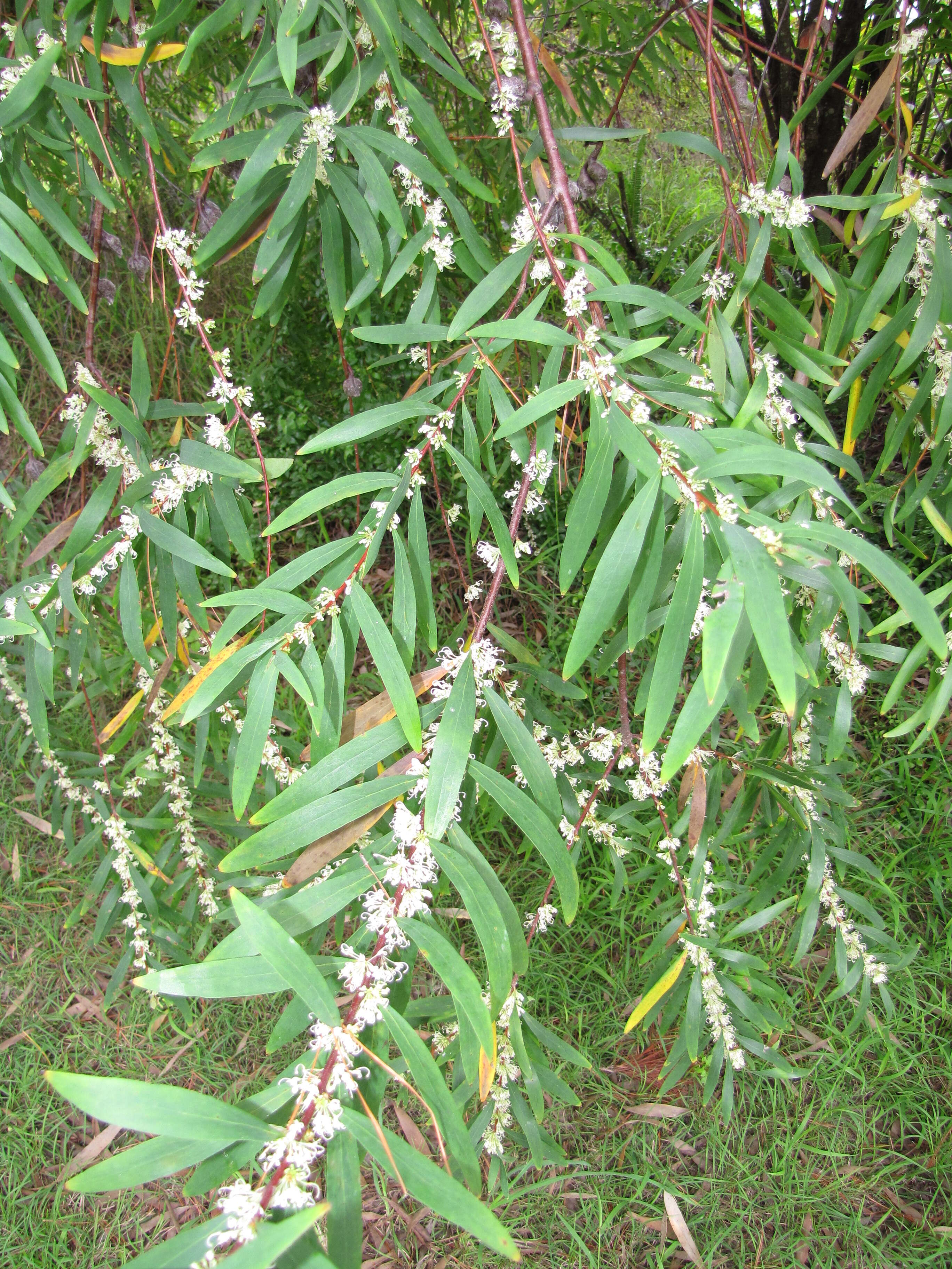 Image of Willow hakea