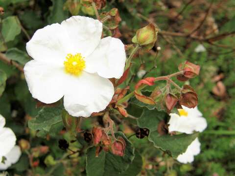 Image of Cistus populifolius L.