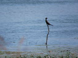 Image of Pygmy Cormorant