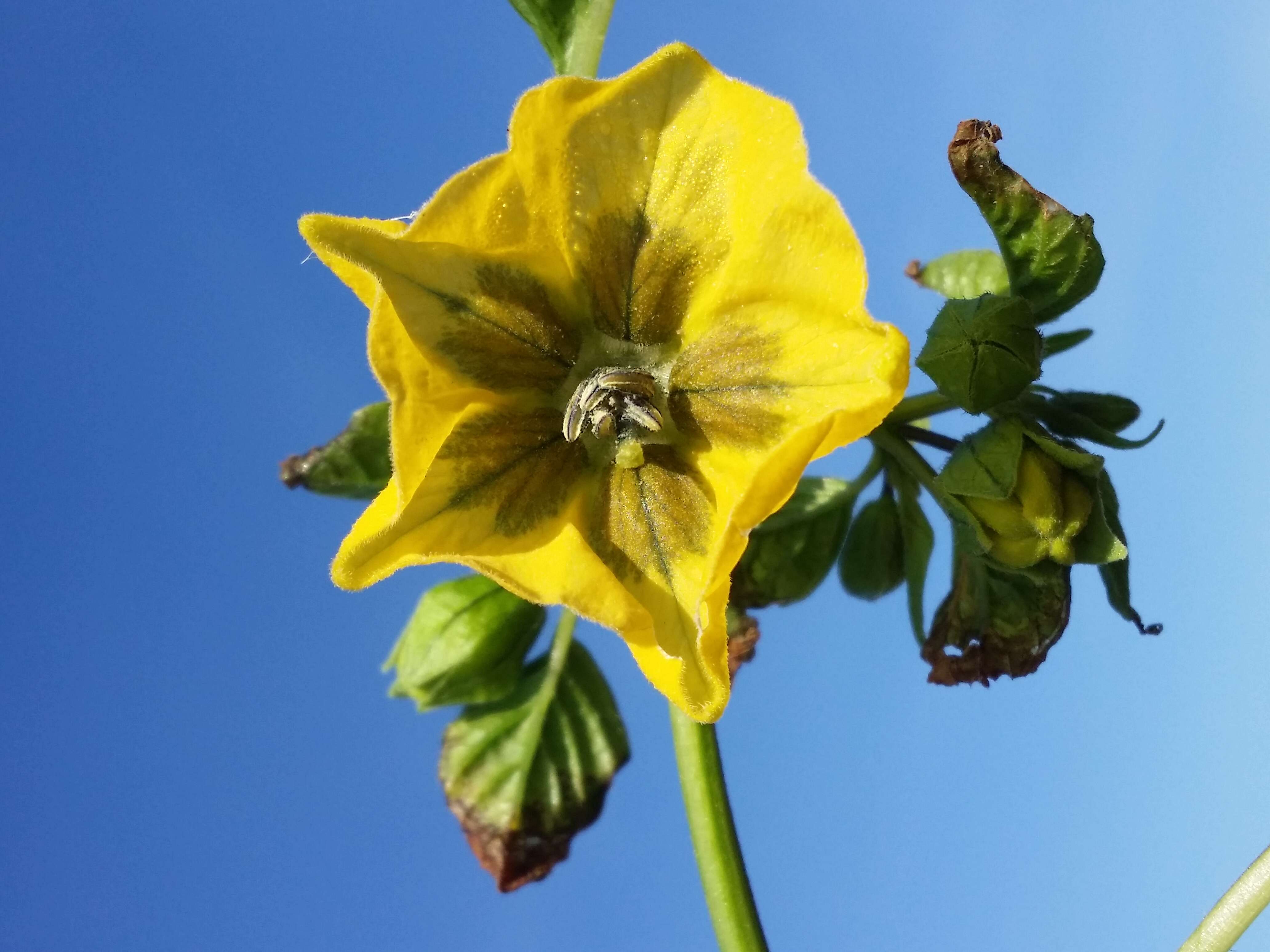 Image of Mexican groundcherry