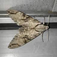 Image of Gray hawk moth