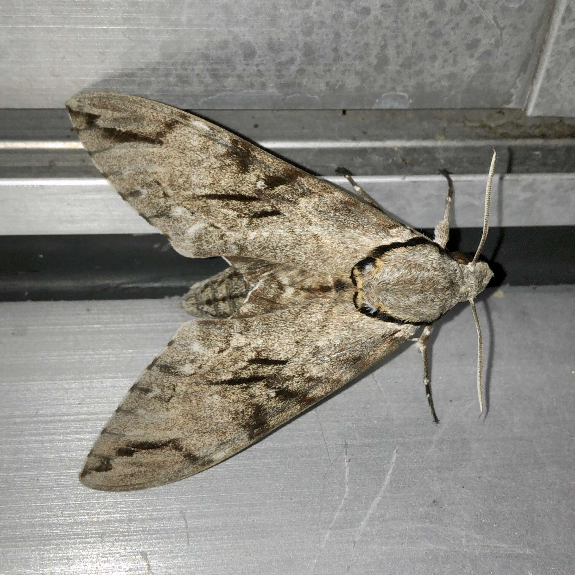 Image of Gray hawk moth