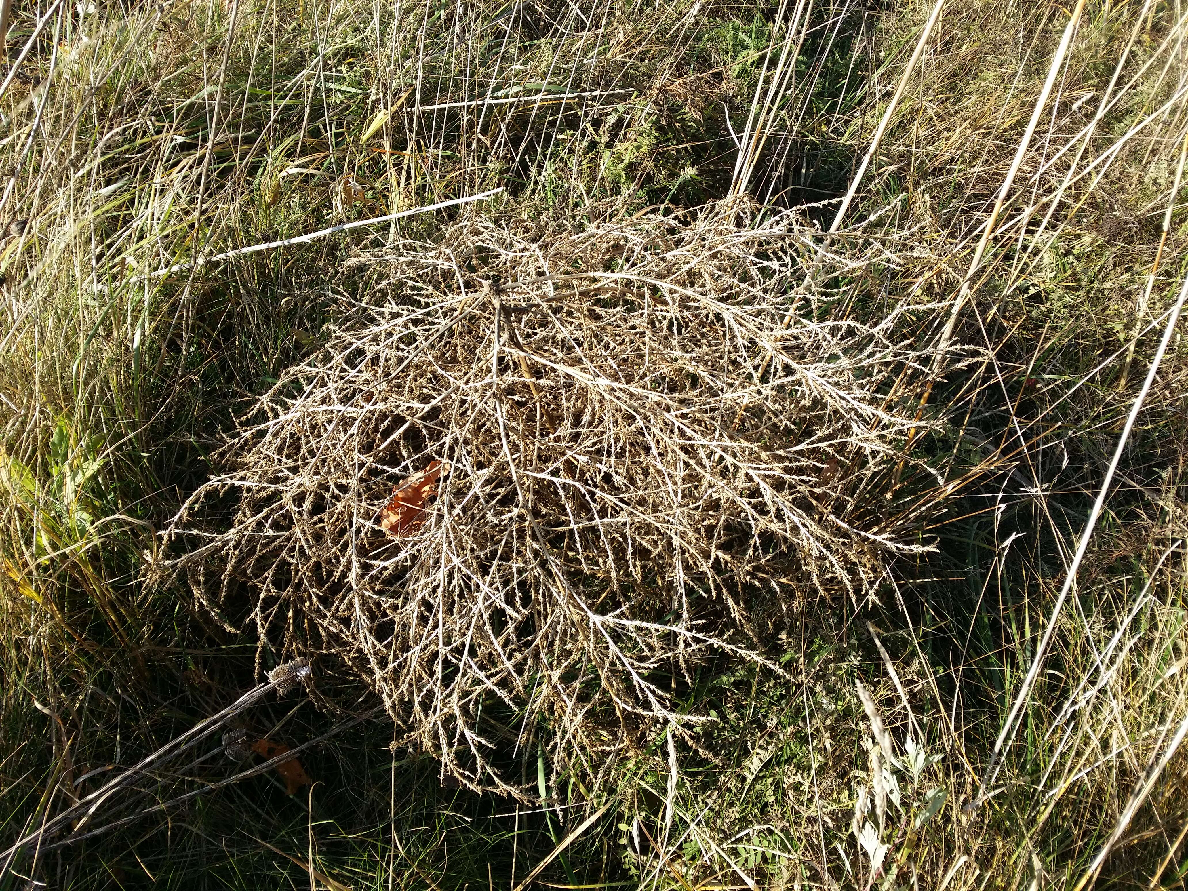 Image of white amaranth, white pigweed